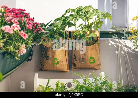 Tomaten und Sonnenblumen wachsen in wiederverwendbaren Pflanzensäcken auf dem Balkon. T-Big-Bags wurden von indischen Arbeitern in Indien recycelt. Intelligenter Verbrauch von Produkten Stockfoto