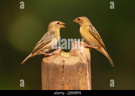 Baya Weaver, Ploceus philippinus, Daroji Sloth Bear Sanctuary, Karnataka, Indien Stockfoto