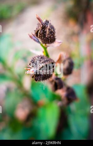 Eine Nahaufnahme der Blume, der Samen und der Blätter von Canna Indica, einer Maya-Lebensmittelpflanze und Heilpflanze in einem indischen Garten. Stockfoto