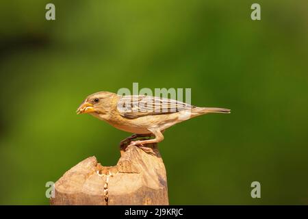 Baya Weaver, Ploceus philippinus, Daroji Sloth Bear Sanctuary, Karnataka, Indien Stockfoto