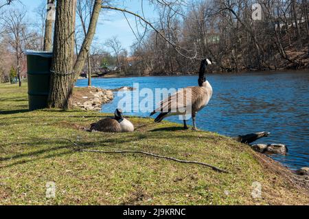 Paar kanadische Gänse brüten an einem Flussufer in einem Park Stockfoto