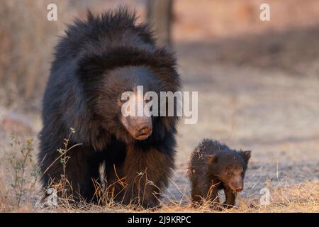 Indian Sloth Bear, Melursus ursinus, Daroji Sloth Bear Sanctuary, Karnataka, Indien Stockfoto