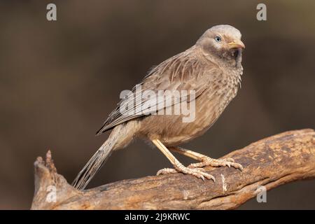 Gelbschnabel-Schwätzer, Turdoides affinis, Daroji Sloth Bear Sanctuary, Karnataka, Indien Stockfoto