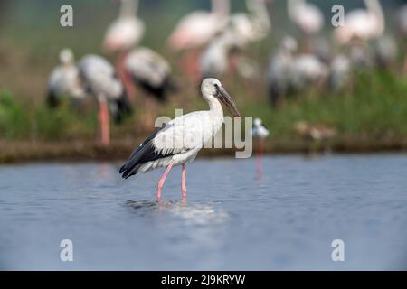 Der asiatische Opener oder asiatische Opener Storch, Anastomus oscitans, Bhigwan, Maharashtra, Indien Stockfoto