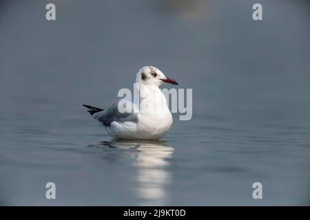 Braunkopfmöwe, Chroicocephalus brunnicephalus, Bhigwan, Maharashtra, Indien Stockfoto