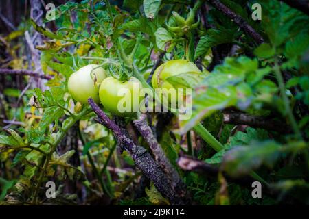 Eine Nahaufnahme von rohen grünen Tomaten, die in einer indischen Bio-Farm in Haufen hängen. Uttarakhand Indien. Stockfoto