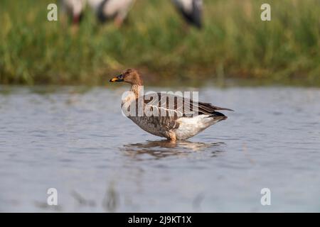 Taiga Bean Goose, Anser fabalis, Bhigwan, Maharashtra, Indien Stockfoto