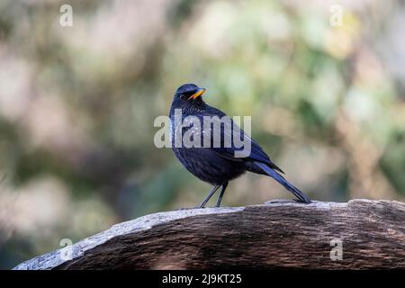 Blaue Pfeifdrossel, Myophonus caeruleus, Sattal, Uttarakhand, Indien Stockfoto