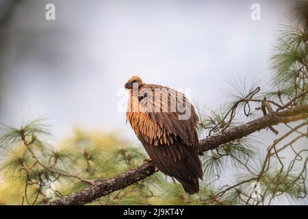 Himalayan Griffon, Gyps himalayensis, Sattal, Uttarakhand, Indien. Fast bedroht auf der Roten Liste der IUCN Stockfoto