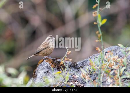 Rosefinke, weiblich, Carpodacus rodochroa, Sattal, Uttarakhand, Indien Stockfoto