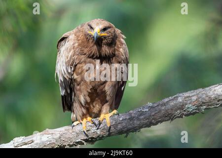 Steppenadler, Aquila nipalensis, Sattal, Uttarakhand, Indien Stockfoto