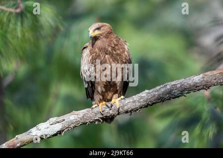 Steppenadler, Aquila nipalensis, Sattal, Uttarakhand, Indien Stockfoto