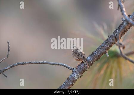 Upland pipit, Anthus sylvanus, Sattal, Uttarakhand, Indien Stockfoto