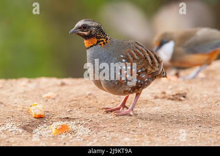 Rotkehlhuhn, Arborophila rufogularis, Sattal, Uttarakhand, Indien Stockfoto