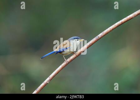 Blaues geflügeltes Minla, Siva cyanouroptera, Sattal, Uttarakhand, Indien Stockfoto