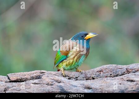 Großer Barbet, Megalaima virens, Sattal, Uttarakhand, Indien Stockfoto