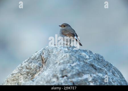 Plumbeous Wasser Rotstart Weibchen, Phoenicurus fuliginosus, Sattal, Uttarakhand, Indien Stockfoto