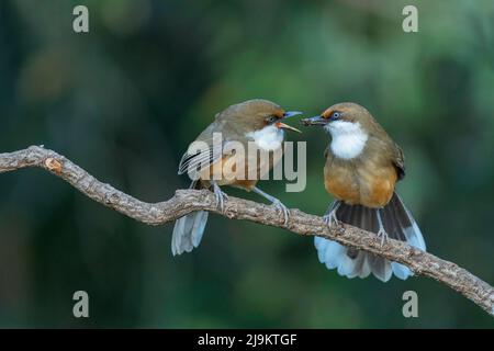 Weißkehlige Lachdrossel, Pterorhinus albogularis, Sattal, Uttarakhand, Indien Stockfoto