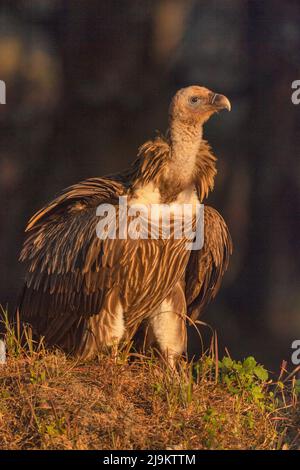 Himalaya-Geier, Gyps himalayensis, Chopta, Uttarakhand, Indien. Fast bedroht auf der Roten Liste der IUCN. Stockfoto