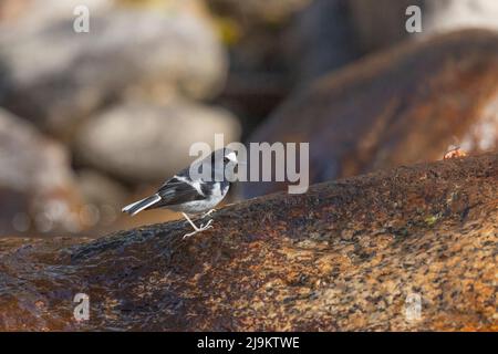 Chopta, Uttarakhand, Indien, kleiner Gabelschwanz, Enicurus scouleri Stockfoto