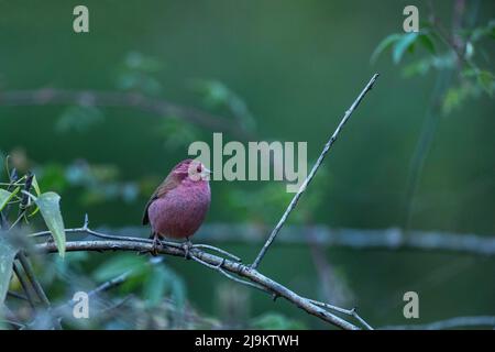 Chopta, Uttarakhand, Indien, Rosafink, Carpodacus rodochroa Stockfoto