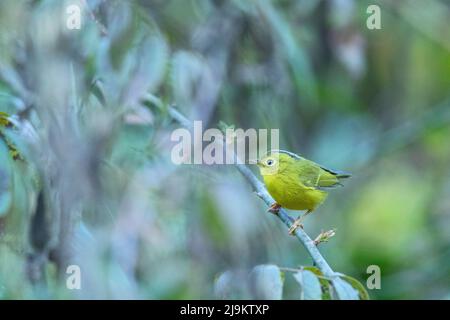 Chopta, Uttarakhand, Indien, Whistler's Warbler, Seicercus Whistleri Stockfoto