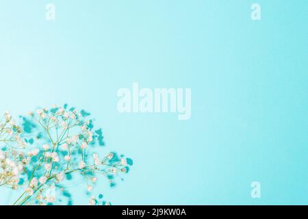 Weiße Gipsophila-Blüten auf hellblauem Hintergrund mit Schatten. Draufsicht, flach liegend, Kopierbereich. Stockfoto