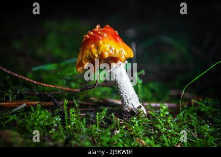 Amanita giftige Pilze Seitenansicht Nahaufnahme. Geringe Schärfentiefe Stockfoto