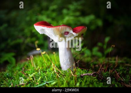 Rotpilz-Russula-Täubling im Wald aus der Nähe auf einem dunklen, mit einer geringen Schärfentiefe Stockfoto