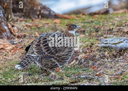 Chopta, Uttarakhand, Indien, Himalaya Monal, Lophophorus impejanus, Weiblich Stockfoto