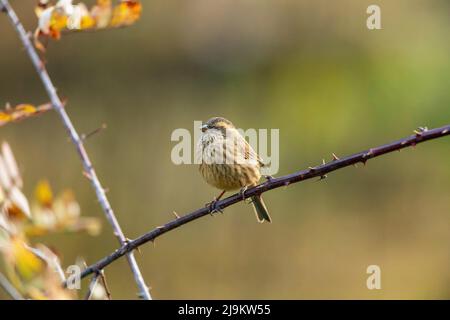 Chopta, Uttarakhand, Indien, Rosefink, Carpodacus rodochroa, Weiblich Stockfoto