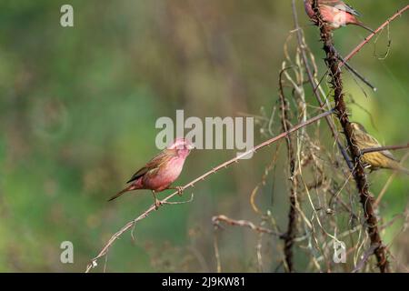 Chopta, Uttarakhand, Indien, Rosafink, Carpodacus rodochroa männlich Stockfoto