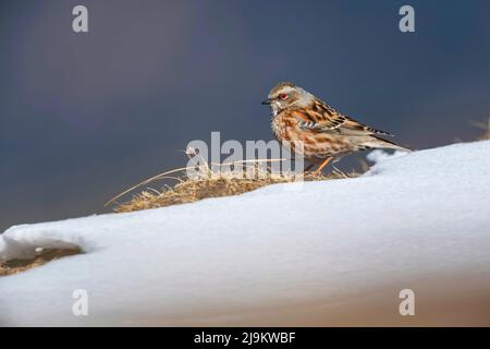 Chopta, Uttarakhand, Indien, Altai-Akzent, Prunella himalayana Stockfoto