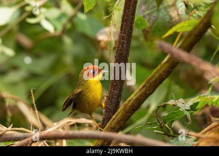Chopta, Uttarakhand, Indien, kastanienköpfige Tesia, Cettia castaneocoronata Stockfoto