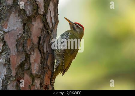 Chopta, Uttarakhand, Indien, schuppiger Specht, Picus squamatus Stockfoto