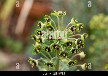 „Schwarze Perle“ Von Phorbia Characias. Stockfoto