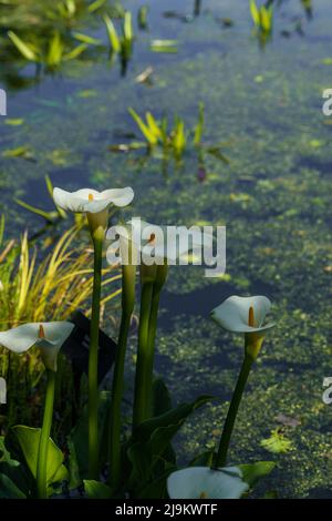 Reine weiße, trompetenförmige Arumlilien, die am Rand eines schattigen Teiches wachsen. Stockfoto