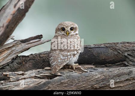 Tal Chhapar Sanctuary, Rajasthan, Indien, Spotted Ewlet, Athene brama Stockfoto