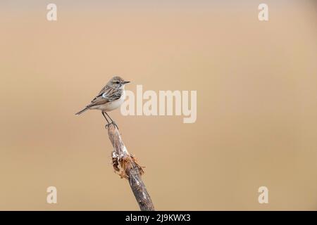 Tal Chhapar Sanctuary, Rajasthan, Indien, White-Browned Bush Chat, Saxicola macrorhynchus Stockfoto