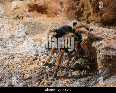 mexikanische Rotschenkeltarantel : die mexikanische Rotschenkeltarantel (Brachypelma emilia) ist eine Art terrestrischer Taranteln, die eng mit Th verwandt ist Stockfoto