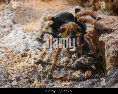 mexikanische Rotschenkeltarantel : die mexikanische Rotschenkeltarantel (Brachypelma emilia) ist eine Art terrestrischer Taranteln, die eng mit Th verwandt ist Stockfoto