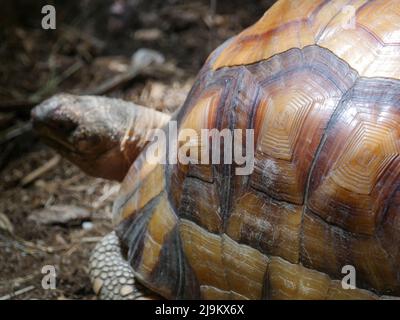 Pflugschare-Schildkröte : die Angonoka-Schildkröte (Astrochelys yniphora). Es ist auch als Angonoka, Pflugschildkröte oder Madagaskar angulierte t bekannt Stockfoto