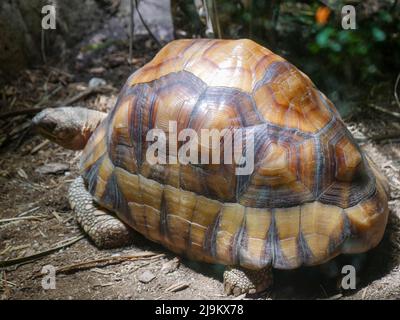 Pflugschare-Schildkröte : die Angonoka-Schildkröte (Astrochelys yniphora). Es ist auch als Angonoka, Pflugschildkröte oder Madagaskar angulierte t bekannt Stockfoto