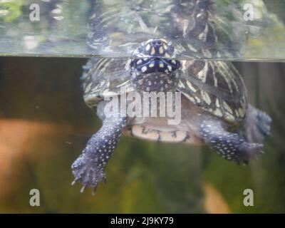 Die Schwarze Teichschildkröte (Geoclemys hamiltonii), auch als die gefleckte Teichschildkröte oder die indische gefleckte Schildkröte bekannt, ist eine Art von Süßwasser-Schildkröte Endemi Stockfoto