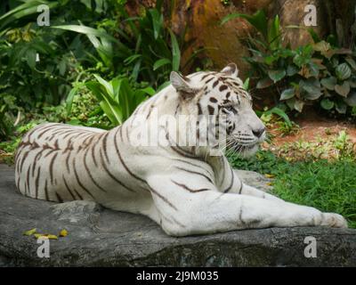 Weißer Tiger oder gebleichter Tiger ist eine leukistische Pigmentvariante des bengalischen Tigers, des sibirischen Tigers und Hybriden zwischen den beiden. Stockfoto