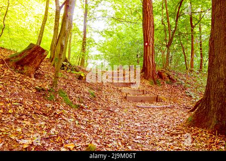 Blick auf die Landtreppe aus Holzbohlen, die tief in den Wald mit üppigen Bäumen führen. Stockfoto