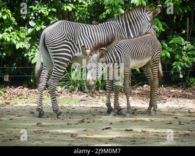 Zebras (Untergattung Hippotigris) sind afrikanische Pferde mit markanten schwarz-weiß gestreiften Mänteln. Stockfoto