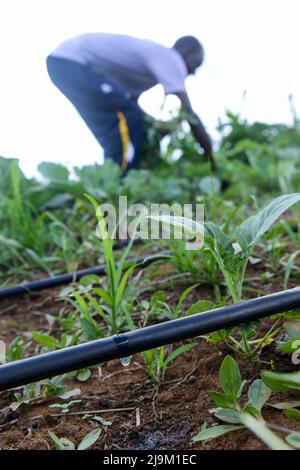 KENIA, Eldoret, Farmer nutzt eine solarbetriebene Pumpe zur Tropfbewässerung von Gemüse Stockfoto