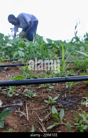 KENIA, Eldoret, Farmer nutzt eine solarbetriebene Pumpe zur Tropfbewässerung von Gemüse Stockfoto