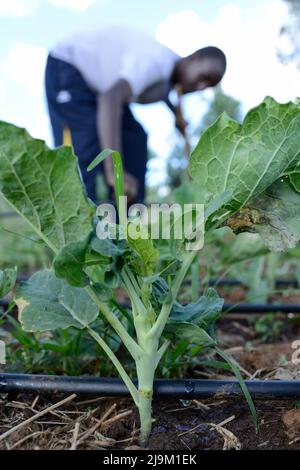 KENIA, Eldoret, Farmer nutzt eine solarbetriebene Pumpe zur Tropfbewässerung von Gemüse Stockfoto